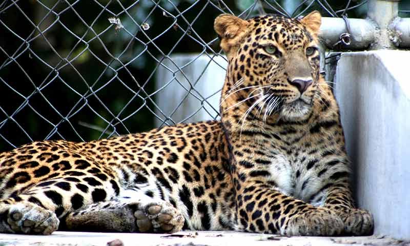 Kanpur Zoological Park