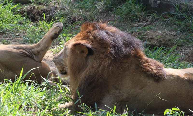 Bannerghatta National Park
