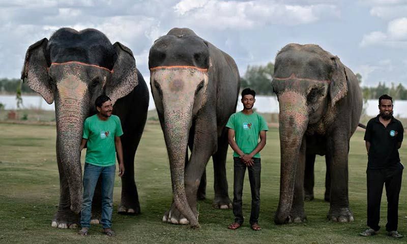 Elephantastic
