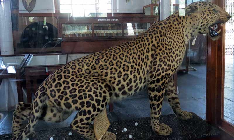 Gass Forest Museum