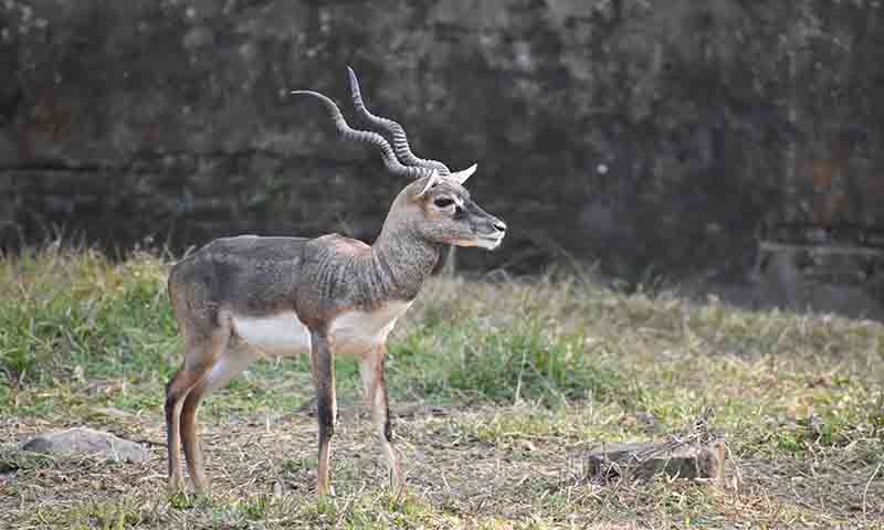 Guwahati Zoo