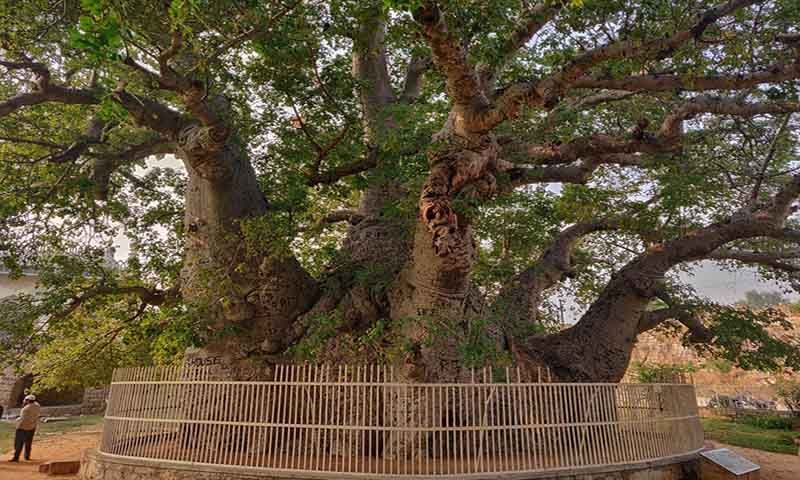 Hatiyan Jhad Baobab Tree