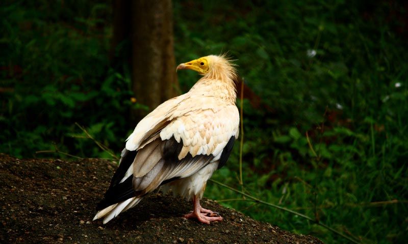 Indira Gandhi Zoological Park