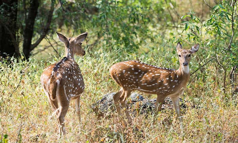 Jaipur Zoo