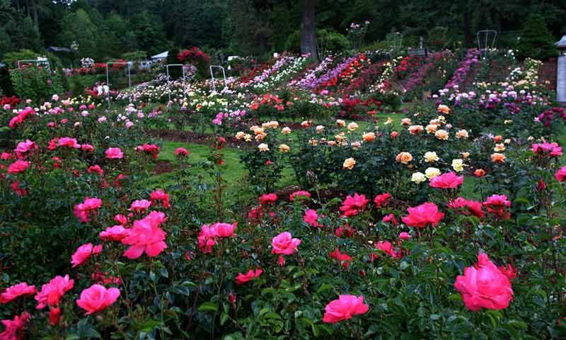 Japanese Rose Garden