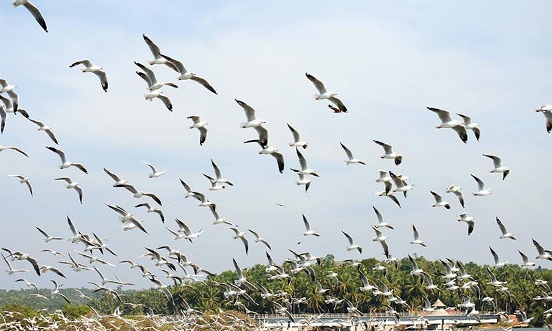 Kadalundi Bird Sanctuary