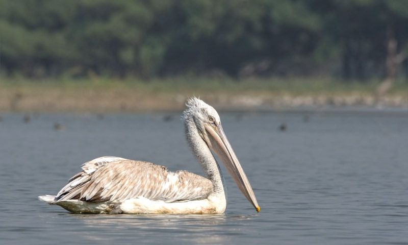 Karnala Bird Sanctuary