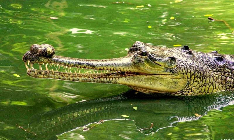 Madras Crocodile Bank Trust