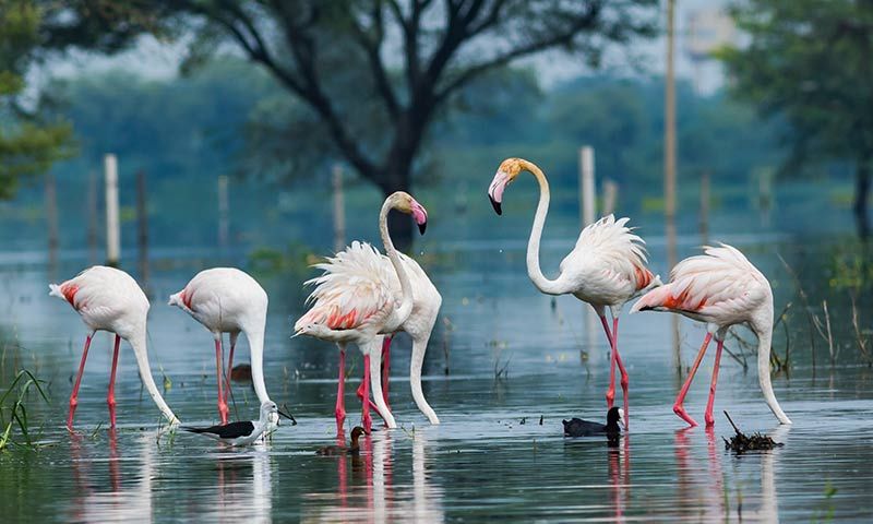 Maharajbagh Zoo