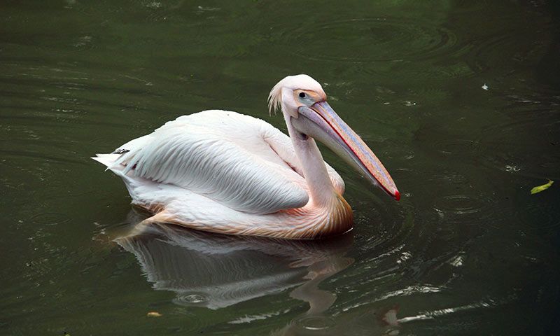 Moti Jheel