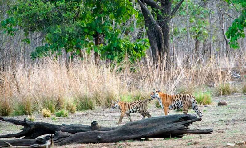 Nagzira Wildlife Sanctuary