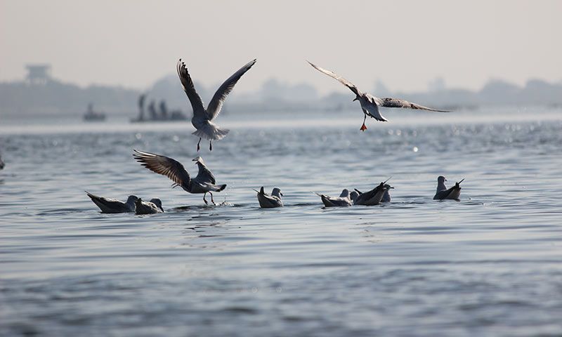Nalsarovar Bird Sanctuary