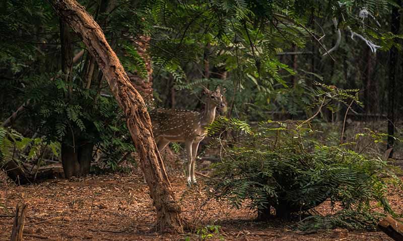 Nawab Wahid Ali Shah Zoological Garden