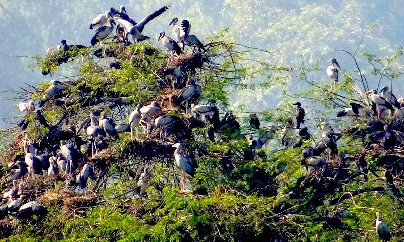 Nawabganj Bird Sanctuary
