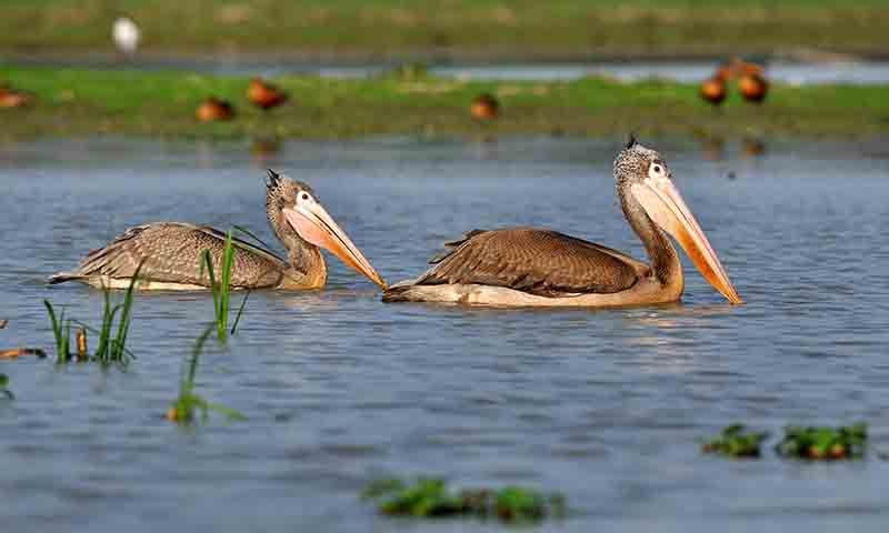 Pobitora Wildlife Sanctuary