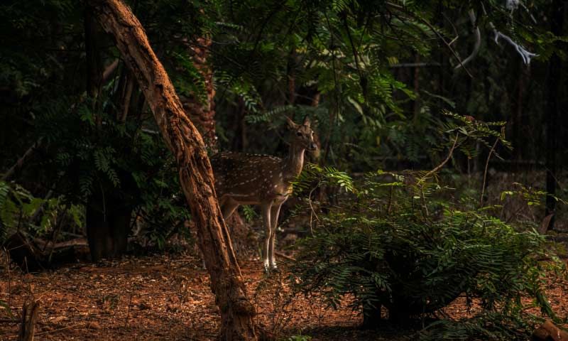 Rajiv Gandhi Zoological Park