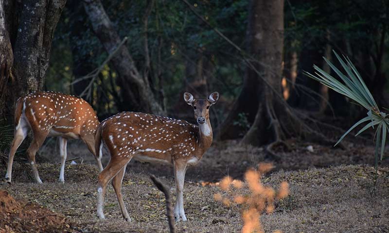 Sanjay Gandhi National Park