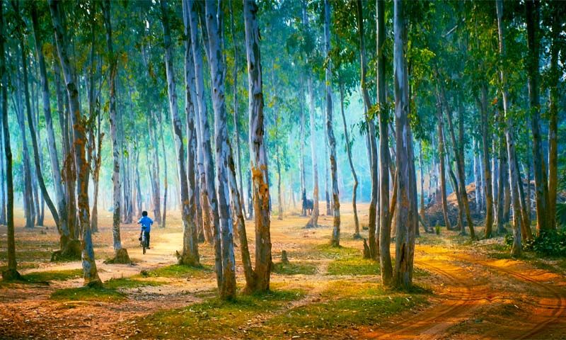 Sonajhuri Forest