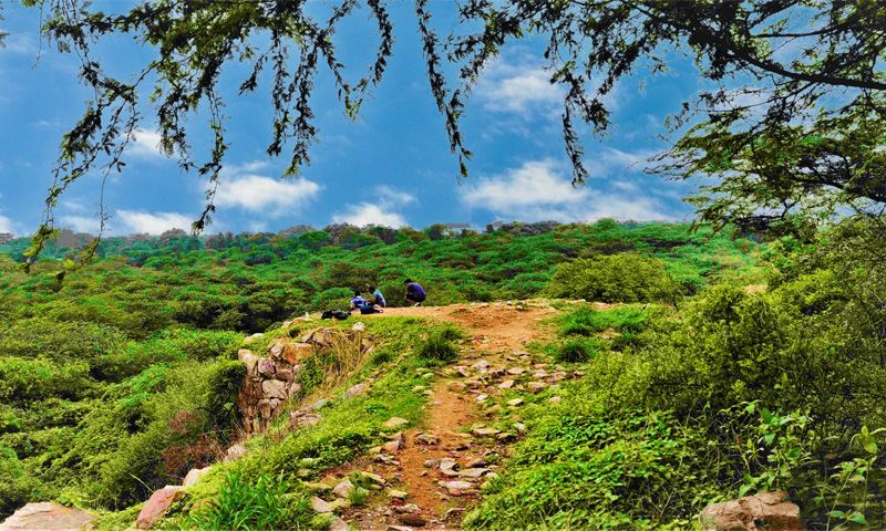 Southern Ridge Forest