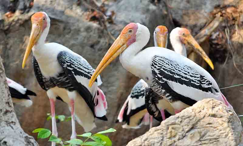 Sultanpur Bird Sanctuary