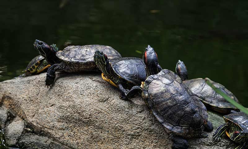 Veermata Jijabai Bhosale Zoo